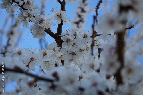 pink cherry blossom in the city	
