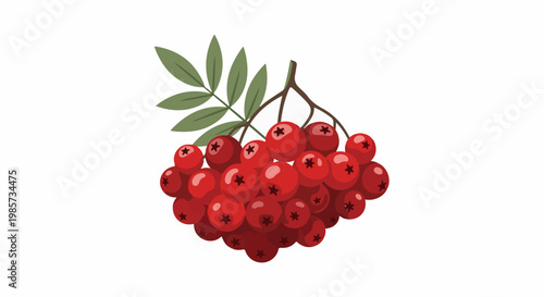 A cluster of red rowan berries with green leaves on a white background
