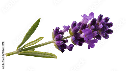 Bild auf Leinwand Purple lavender flower sprig with green leaves, isolated on transparent backgrou