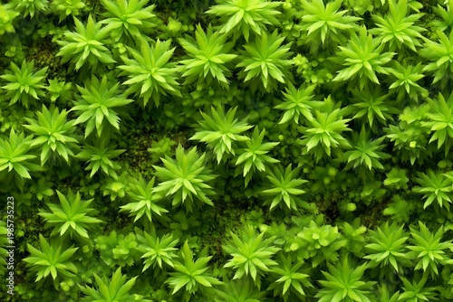 Lush Green Carpet of Star Moss Ideal Texture and Backgrounds in Nature s Artful Forest Landscape