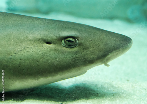 水中の鮫の目