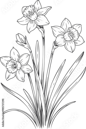 Foto Classic daffodil blooms botanical line sketch.