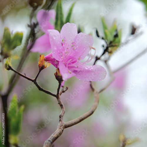 兵庫県三木市・4月の雨とミツバツツジの乱舞