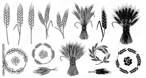 A collection of wheat and grain illustrations in a minimalist line art style on a transparent background