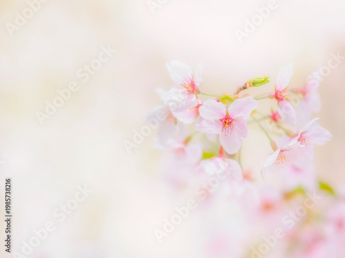 明るい陽射しに照らされた桜の花。真っ白な花びらとふんわりボケた背景。明るい春のイメージ。心象風景。