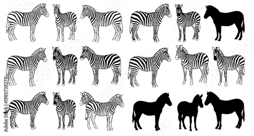 A vector graphic illustration of multiple zebra and horse silhouettes in various poses on a white background