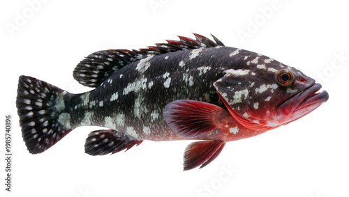 Fotografie Dark spotted grouper fish with red fins, isolated on transparent background