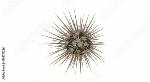 A spiky, round plant with numerous sharp, brown spines extending outwards