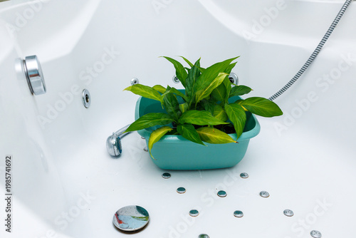 Foto Watering houseplants in bathtub using shower for plant care