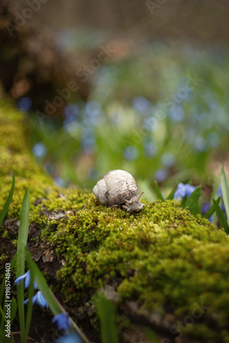 Photo of a snail in a spring forest.