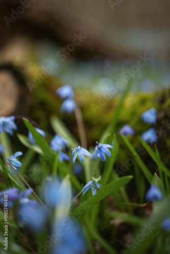 A photograph of the first spring flowers in the forest.