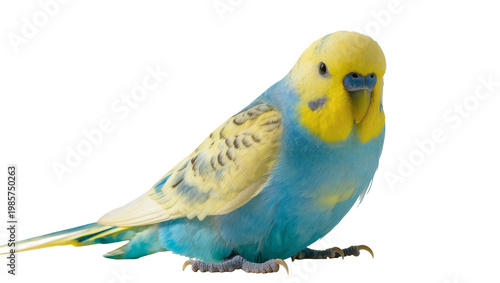 Cuadro en lienzo Blue and yellow budgie bird perched, isolated on transparent background