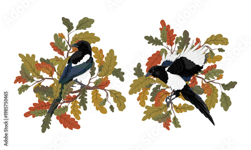 Eurasian magpie vector set. Two common magpies Pica pica perched on oak branches with autumn leaves. Vintage style wildlife illustration isolated on white.