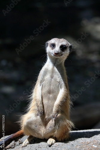 カメラ目線のミーアキャット