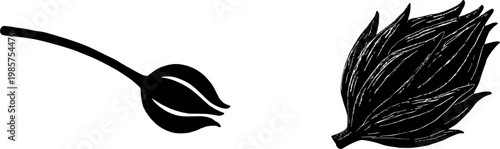 A highly detailed, photorealistic image of a solitary, dried Agave seed pod with its three-sided wooden structure and dark color is isolated on a pure white background, showcasing the intricate