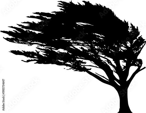 A solitary Monterey Cypress tree stands isolated on a pure white background, its highly sculptural form dramatically wind-swept and asymmetrical, captured in bright studio lighting with 8k