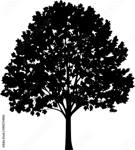 A solitary White Poplar tree stands alone on a pristine white background, its dark green leaves contrasting sharply with the brilliant white underside, captured in stunning detail by professional