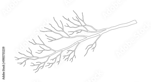 Detailed illustration of a tree branch.