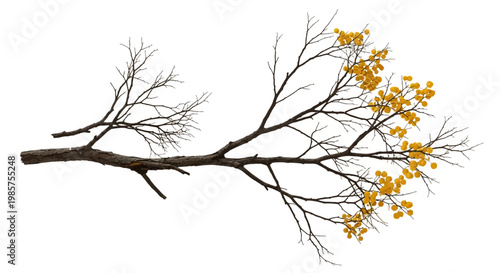 Branch with yellow leaves on tree.