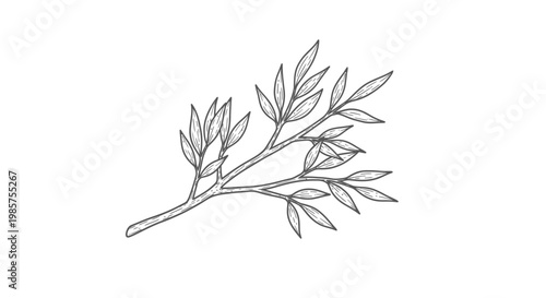 Detailed illustration of a leafy branch.