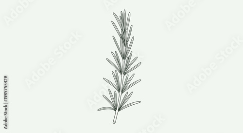 A single rosemary herb sprig stem.
