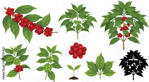 Vector illustration set of coffee plant elements featuring branches with ripe red berries, green beans, leaves, seedlings, and tree silhouettes
