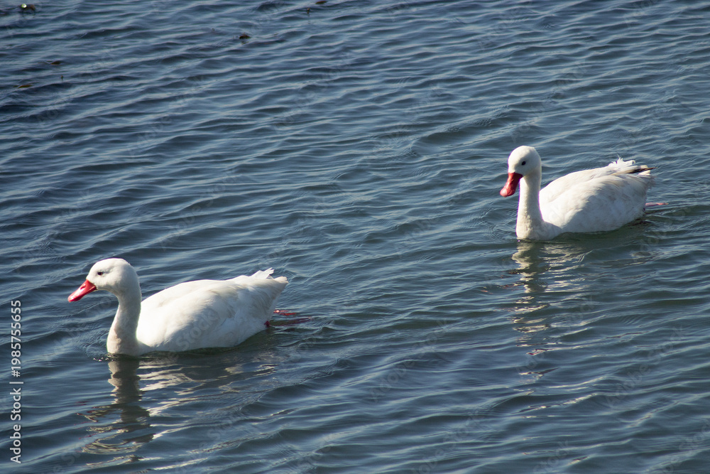 Obraz premium Two swans swimming in blue waters in southern Chile