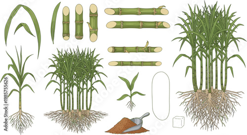 Comprehensive vector illustration collection of sugarcane plant anatomy featuring stalks, leaves, root systems, seedlings, brown sugar pile, and sugar cube icons.
