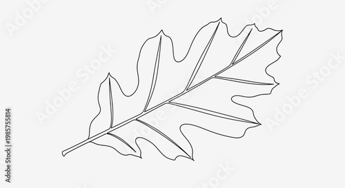Detailed illustration of an oak leaf.