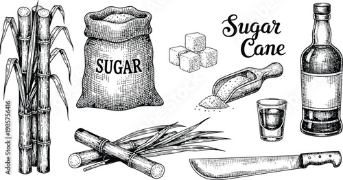 Vintage Hand Drawn Vector Illustration Set of Sugar Cane Production Including Stalks Sack of Sugar Cubes Rum Bottle and Machete