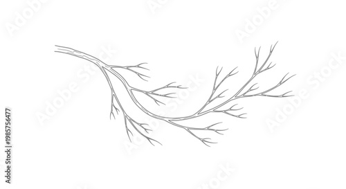 Fotografie Dried leafless tree branch detail.