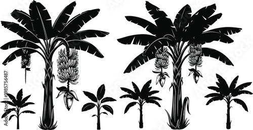 Detailed Black Silhouette Vector Illustration Set of Tropical Banana Trees with Fruit Bunches and Blossoms Isolated on White Background for Design