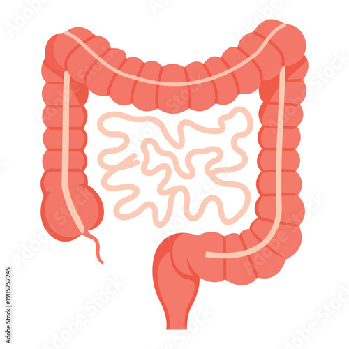 Intestinal anatomy: An illustration showcasing a detailed, anatomical view of the human intestines, crucial for medical and educational purposes.