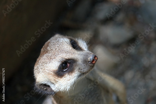 上を向くミーアキャット
