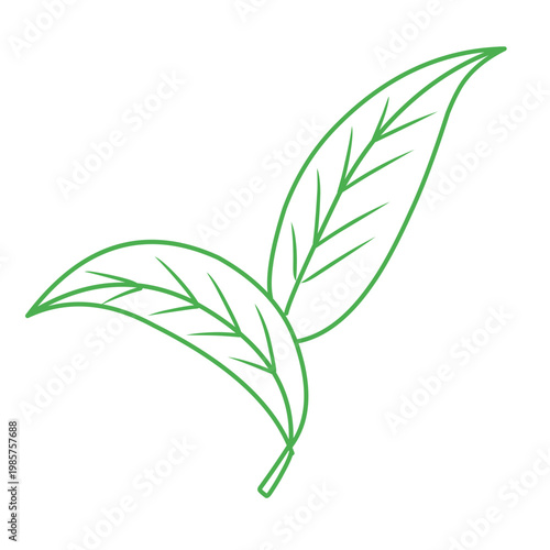 green outline of tropical leaves