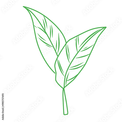 green outline of tropical leaves