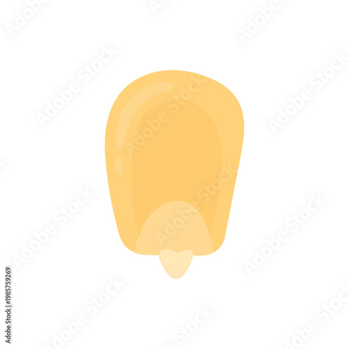 Corn kernels on a white background. Natural products. Healthy eating. Corn growing concept.
