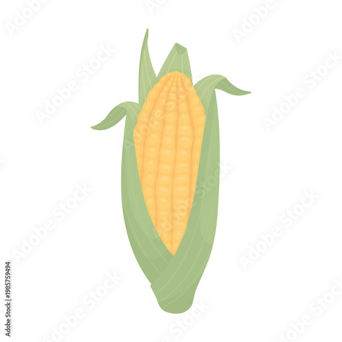 An ear of corn with greens on a white background. Agricultural products. Forage crops.