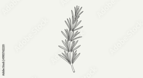 Cuadro en lienzo Sprig of Rosemary Herb Plant.