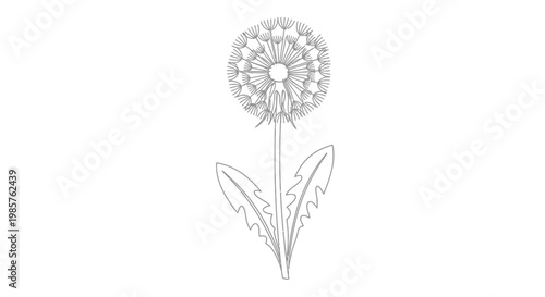 Bild auf Leinwand Detailed drawing of a dandelion flower.
