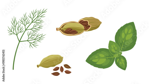 Illustration of various culinary herbs and spices including green dill, basil leaves, and brown cardamom pods.