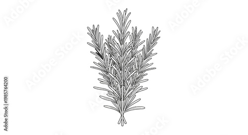 Detailed illustration of a pine branch.