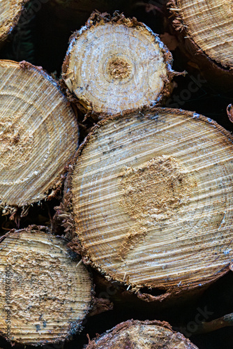 Cut wood logs with visible tree rings texture