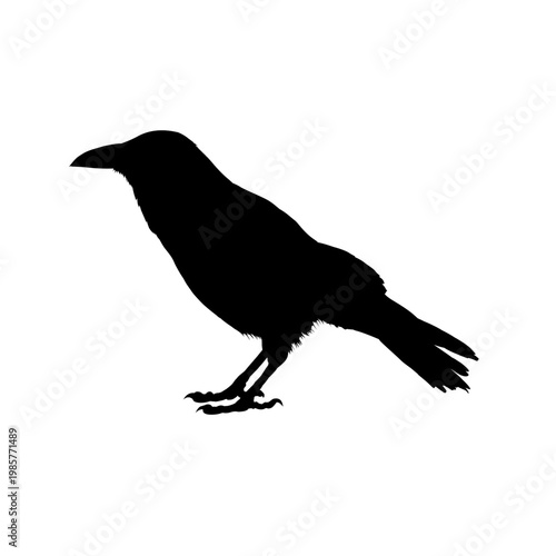 Raven bird silhouette - vector illustration