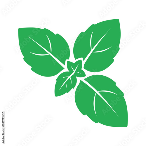 A vector illustration shows a fresh basil plant with small leaves clustered together, commonly used as a culinary herb and flavor enhancer.