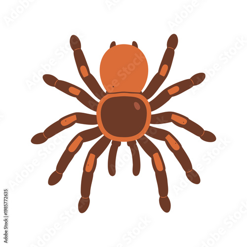 Spider has a light orange cephalothorax and dark orange abdomen with eight legs on a white backdrop in a simple vector design.