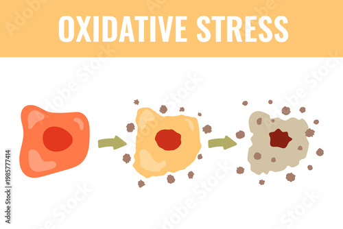 Oxidative stress vector illustration with healthy cell, stressed cell and damaged grey cell. Clean medical artwork for biology lessons, wellness articles and lab infographic layouts.
