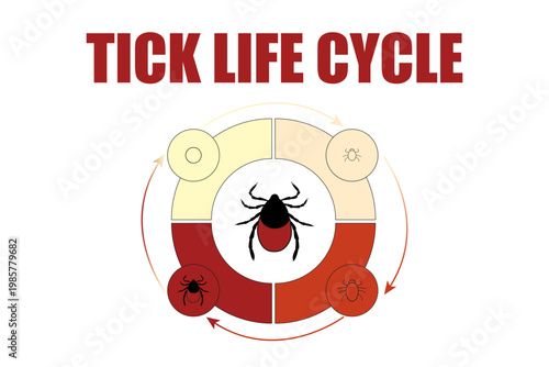 Circular diagram showing tick life cycle stages from egg to larva, nymph and adult with central tick illustration. Educational parasite development infographic on white background.