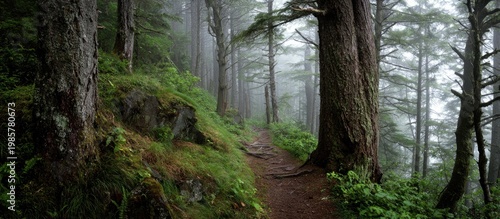 Misty forest path winding through tall ancient trees and lush green undergrowth