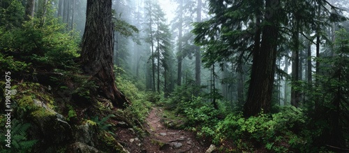 Serene, winding forest trail through dense, mossy, misty evergreen trees and undergrowth
